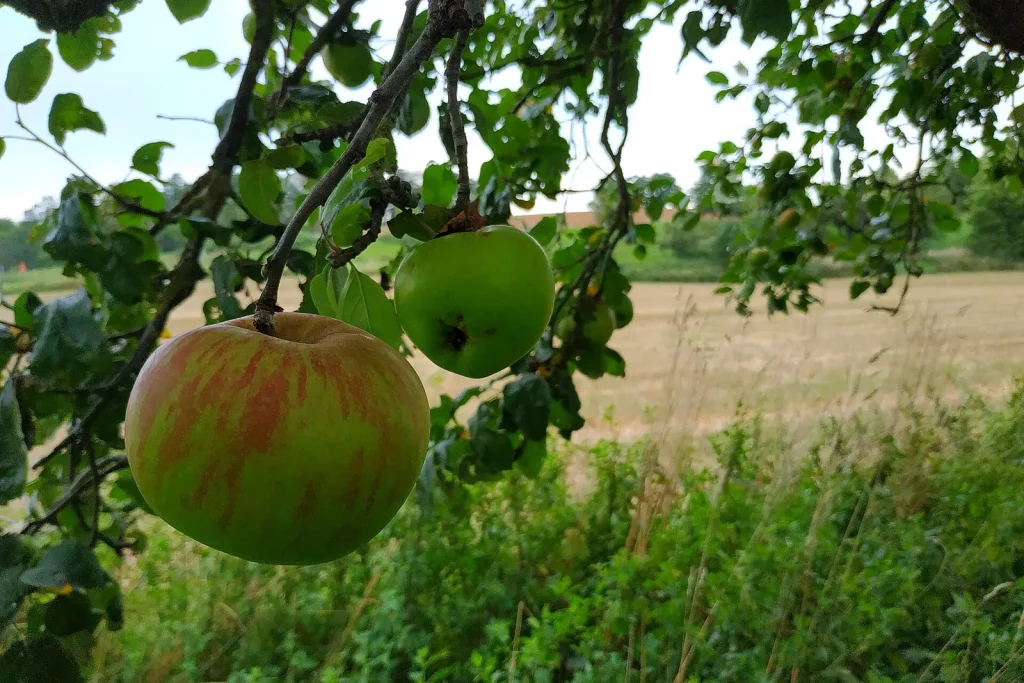 Pommes sur une branche de pommier en bordure de prairie