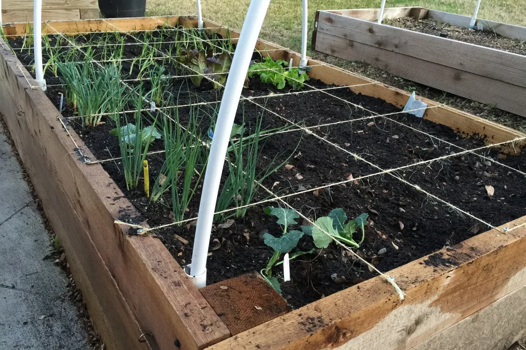 Carré potager divisé en cases par des ficelles, avec de jeunes légumes