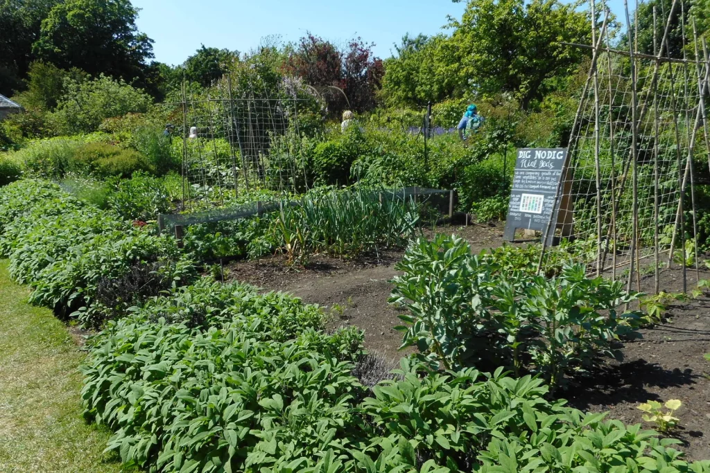 Planches de potager cultivées sans bêchage dans un jardin partagé