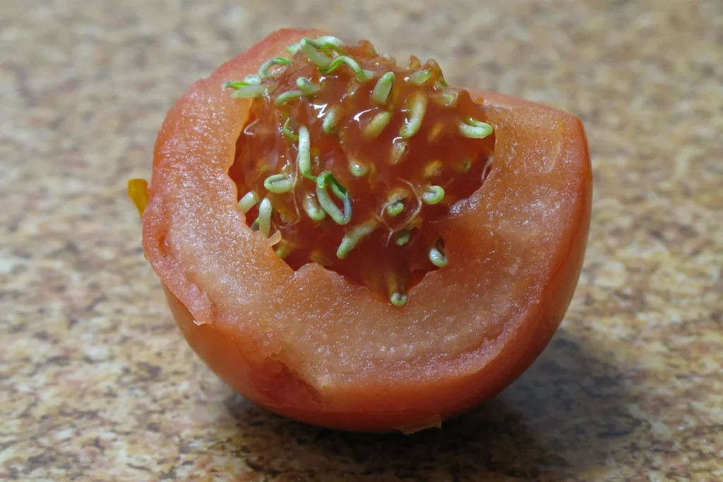 Graines de tomate germées à l'intérieur d'un fruit coupé