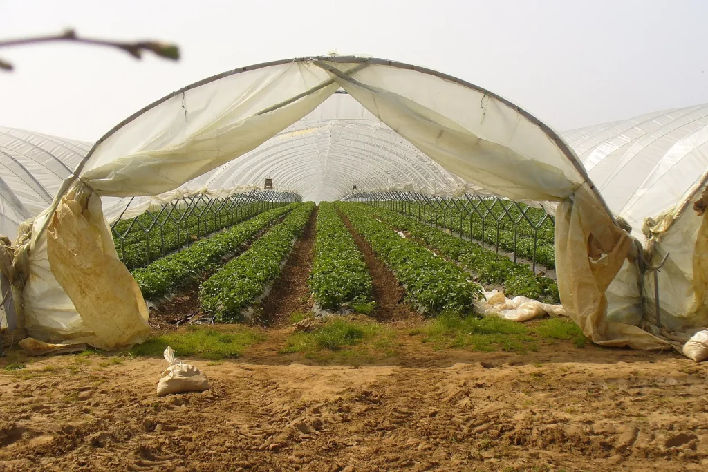 Tunnel de culture ouvert sur des rangs de légumes