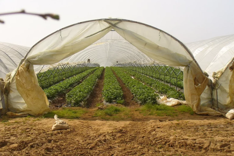 Tunnel de culture ouvert sur des rangs de légumes
