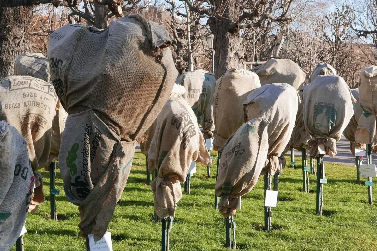 Rosiers tiges emballés dans des housses d'hivernage dans une roseraie