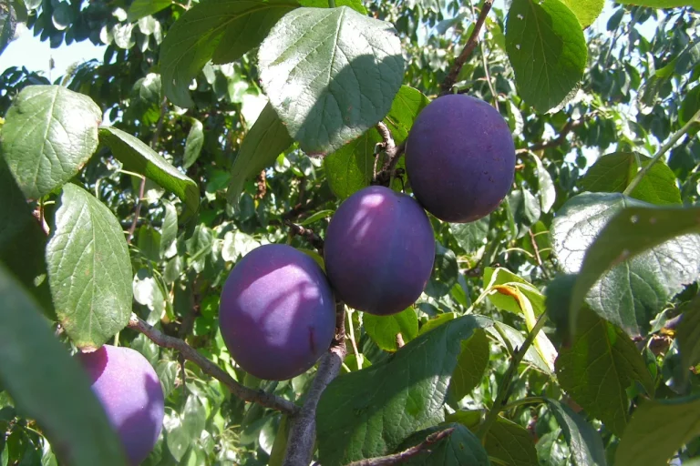 Prunes violettes sur une branche de prunier