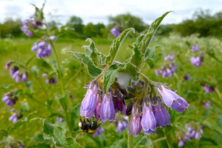 Consoude en fleurs dans une prairie