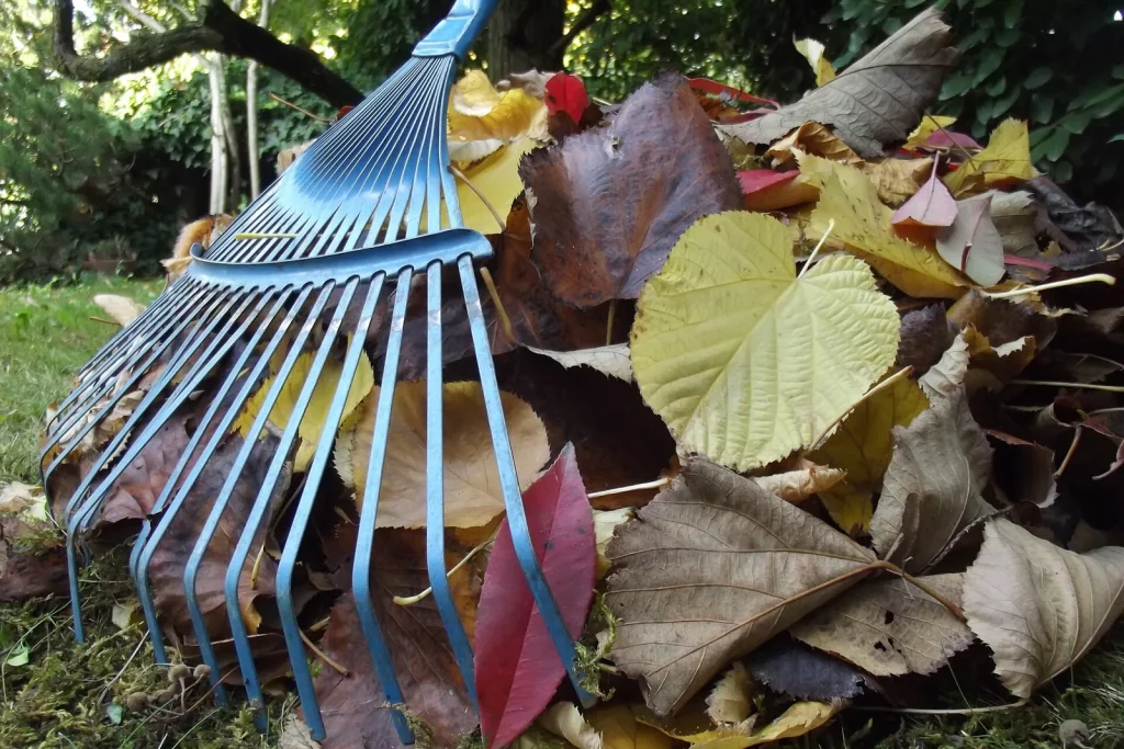 Râteau à feuilles posé sur des feuilles mortes d'automne