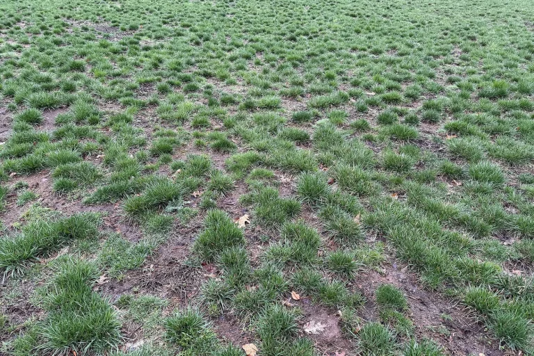 Pelouse clairsemée au printemps