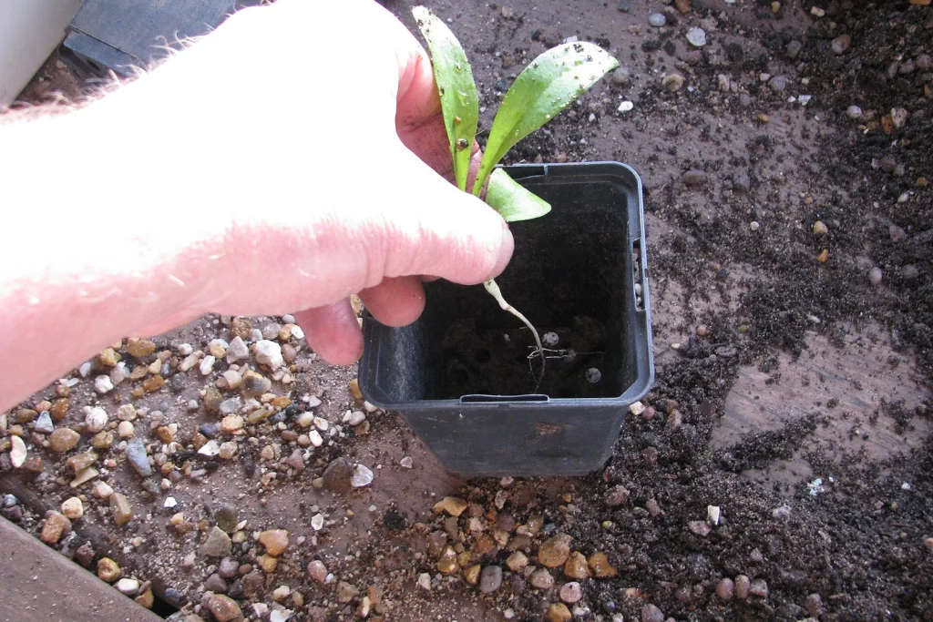Repiquage d'une jeune plantule dans un petit godet