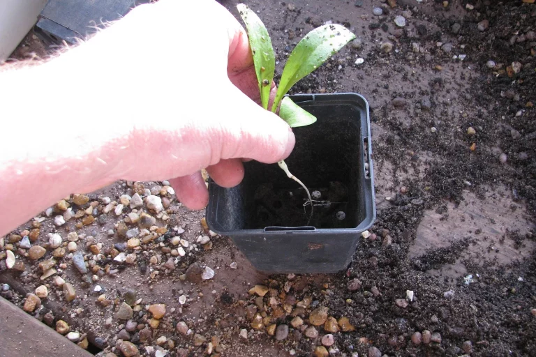 Repiquage d'une jeune plantule dans un petit godet