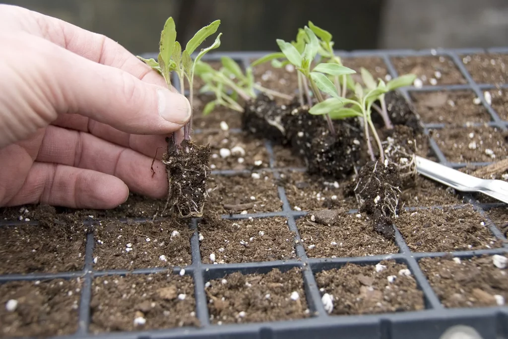 Jeunes plants de tomate sortis d'une plaque de semis