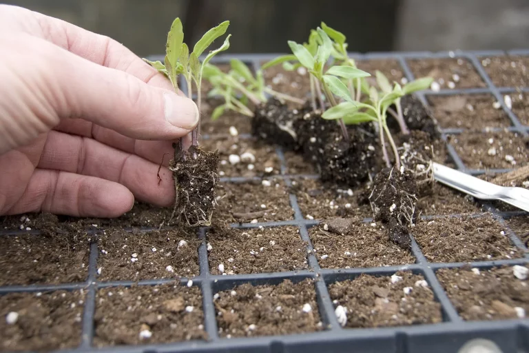 Jeunes plants de tomate sortis d'une plaque de semis