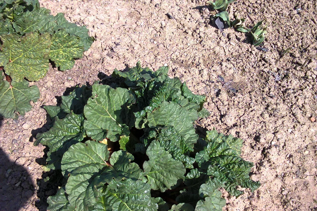 Pied de rhubarbe aux larges feuilles et tiges rouges