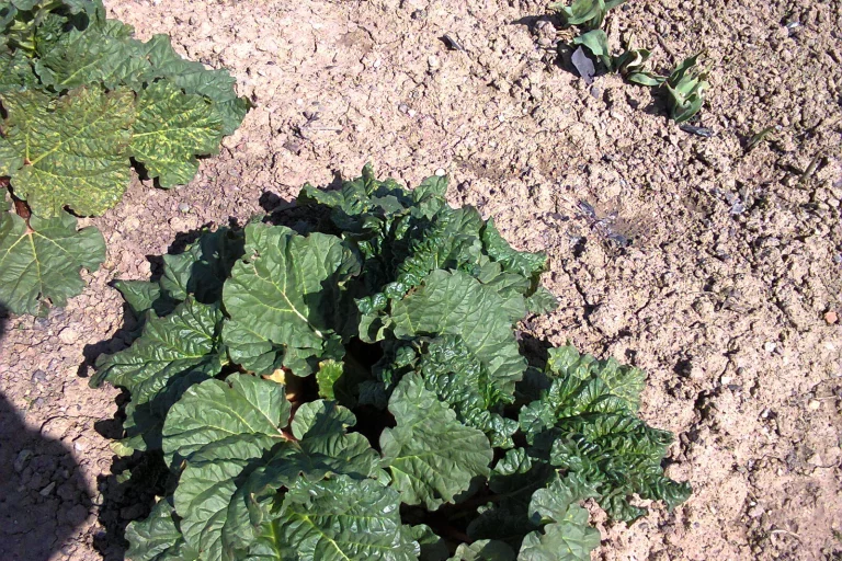 Pied de rhubarbe aux larges feuilles et tiges rouges
