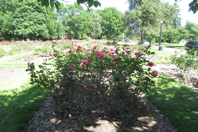 Rosier buisson en fleurs dans une roseraie