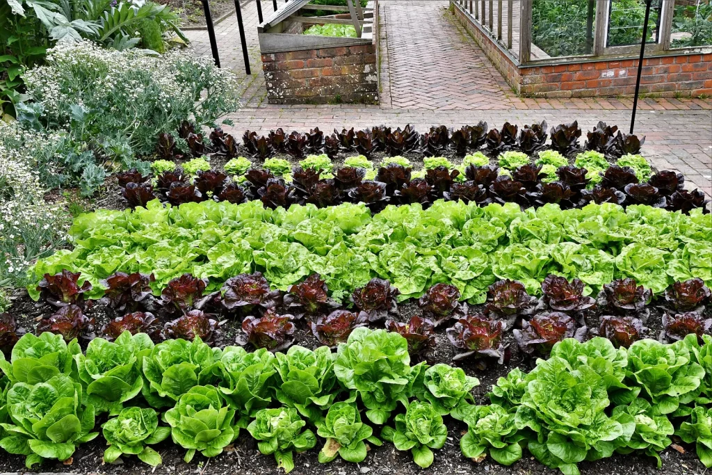 Rangs de laitues vertes et rouges dans un potager clos