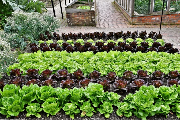 Rangs de laitues vertes et rouges dans un potager clos
