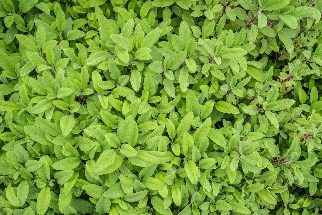 Sauge officinale en fleurs