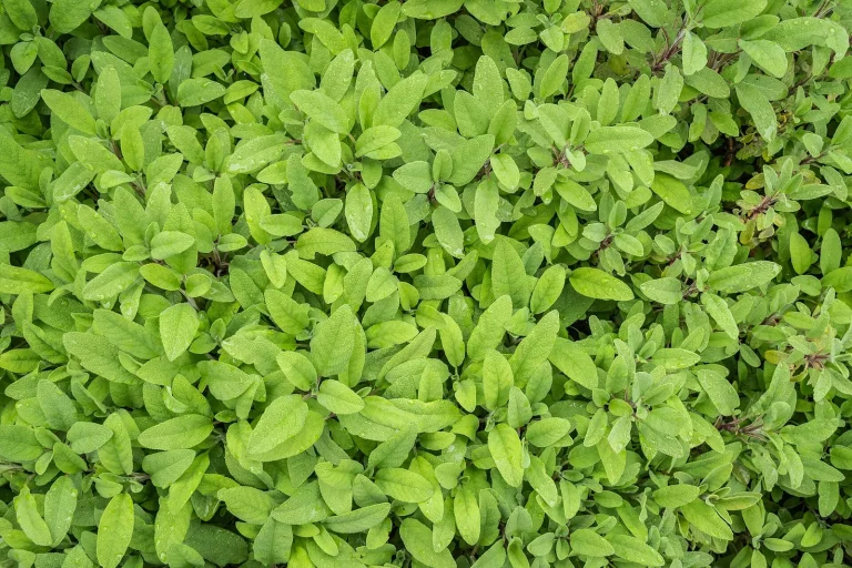 Sauge officinale en fleurs