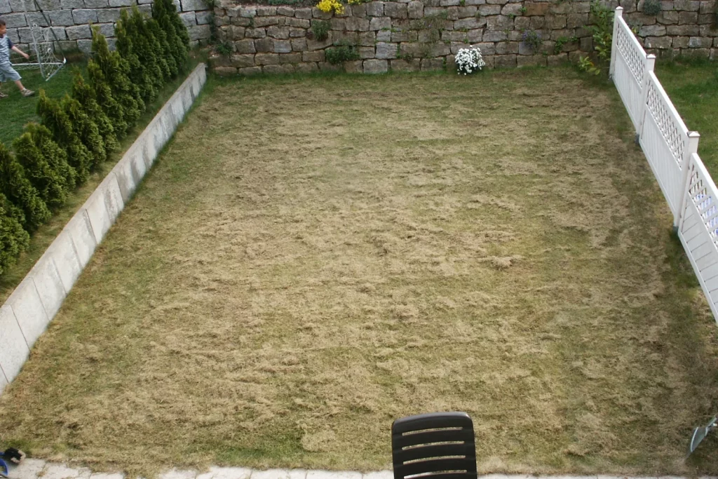 Pelouse juste après une scarification