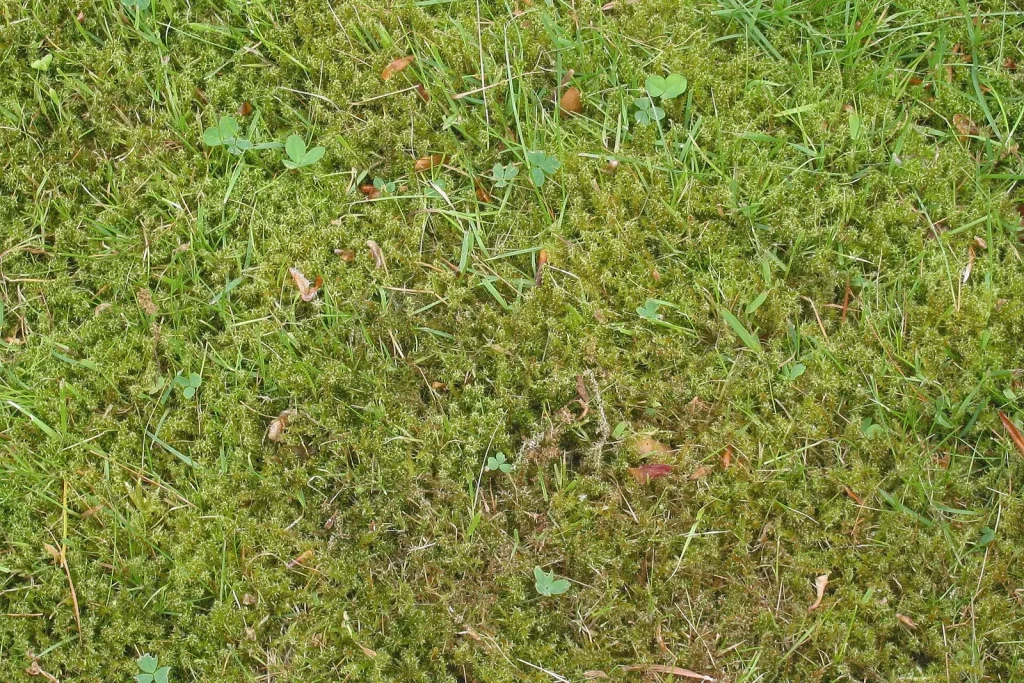 Mousse installée dans une pelouse
