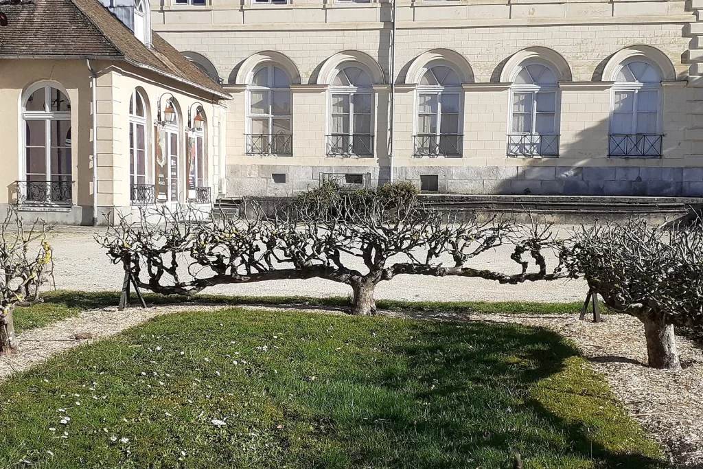 Pommiers taillés en double cordon devant un château
