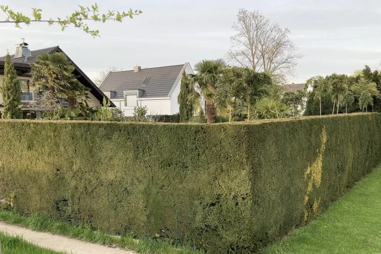 Haute haie de thuyas taillée devant des maisons