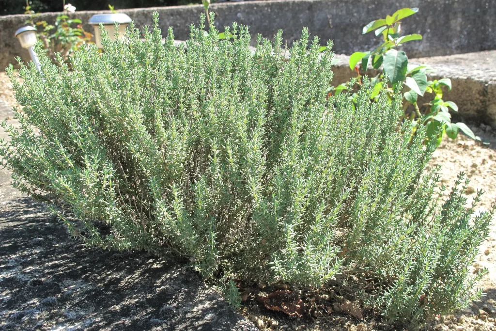 Thym en touffe au jardin