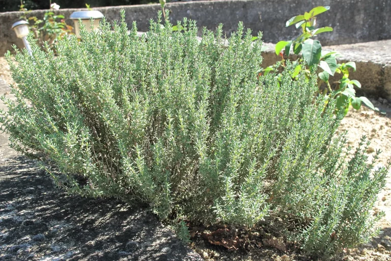 Thym en touffe au jardin
