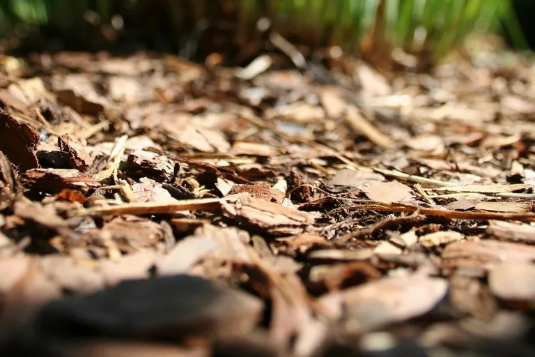 Paillis d'écorces de pin au sol, en gros plan