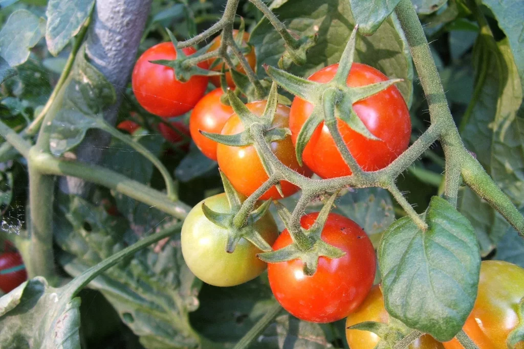 Grappes de tomates cerises rouges et vertes sur le pied