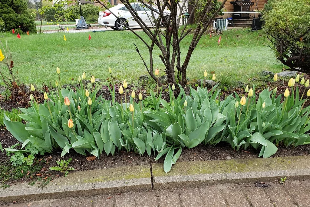 Massif de tulipes en boutons au bord d'une allée, au printemps