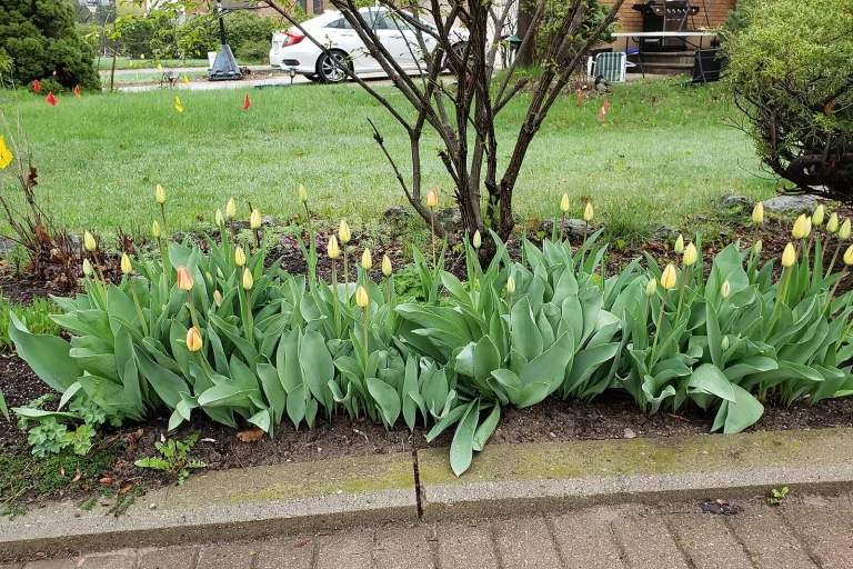 Massif de tulipes en boutons au bord d'une allée, au printemps