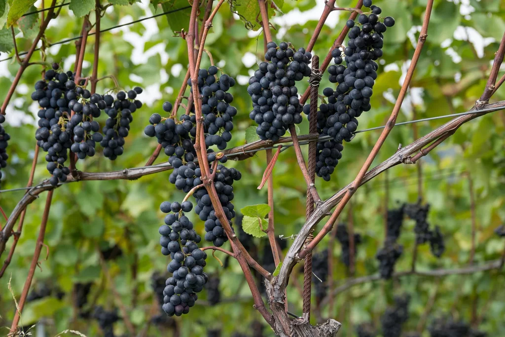 Grappes de raisin noir mûr sur un cep de vigne
